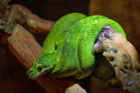 Free Images : animal, wildlife, predator, fauna, green lizard, head ...