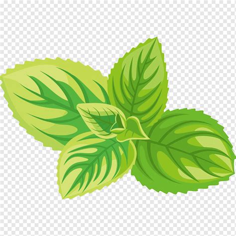 Mint Leaves Drawing Easy : Mint Leaf Spices Drawing Herbs Getdrawings ...