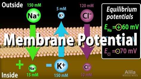 Membrane Potential, Equilibrium Potential and Resting Potential, Animation - YouTube