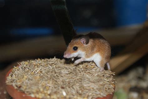 Mouse - African Pygmy Mouse Information for Kids