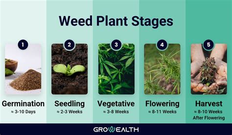 Weed Plant Stages