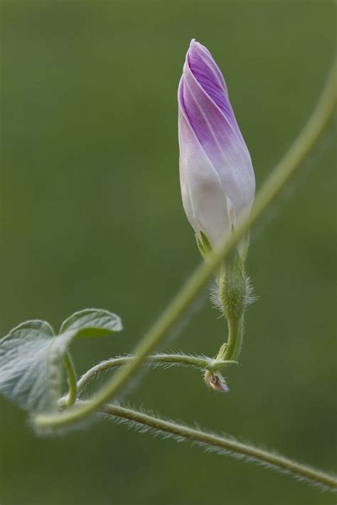 How to Collect and Save Morning Glory Seeds | Gardener’s Path