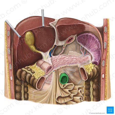 Ligament of Treitz in 2023 | Plexus products, Superior mesenteric artery syndrome, Superior ...