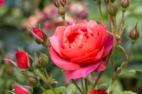 Best Floribunda Roses to Grow - BBC Gardeners World Magazine