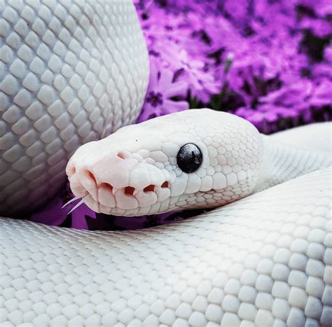 The eyes of an albino : r/snakes