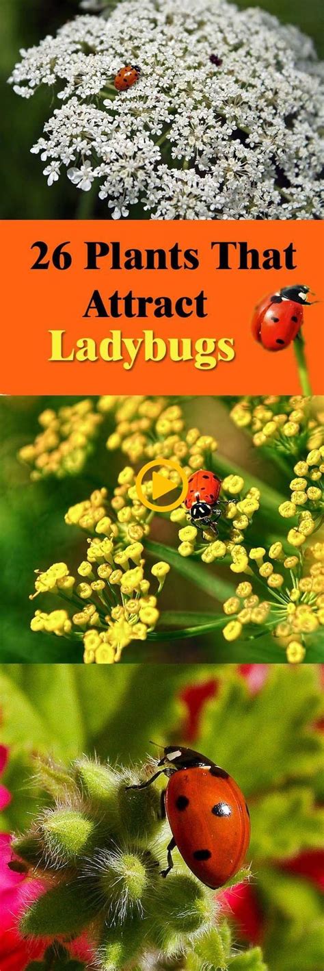 Ladybugs are one of the most beneficial insects that much that you should invite… - Garden Decor ...