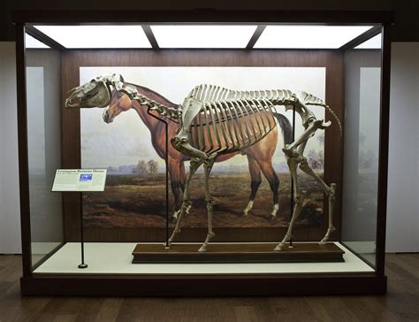 Smithsonian Insider – Lexington Racehorse, 1878 | Smithsonian Insider