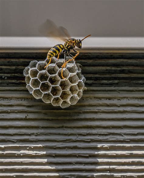 Gordon Pritchard's Photography: Solitary wasp and nest