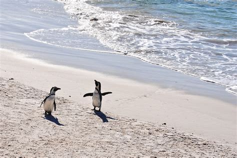 Unique South Africa: Meeting the Boulders Beach Penguins » Roselinde on the Road