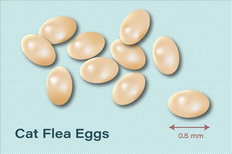 Flea Eggs in Pets - Why They Matter - How to Get Rid of Them