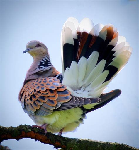 Turtle Doves : r/BeAmazed