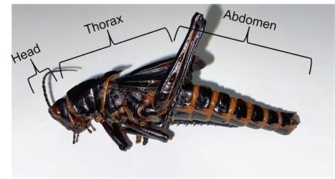Internal Grasshopper Anatomy
