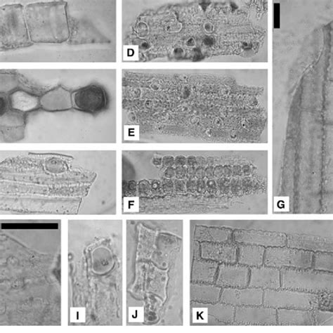 Articulated phytoliths. (a) Bulliform cells in lateral view; (b ...