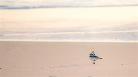 Seabird On Beach 4k Wallpaper - European Herring Gull - 3840x2160 ...