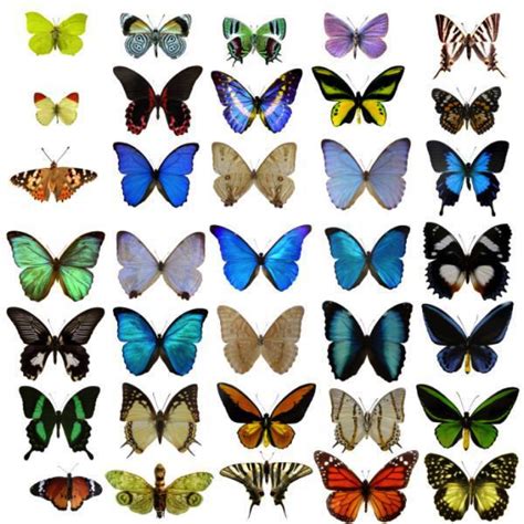 Most beautiful butterfly, Butterfly wings pattern, Beautiful butterflies