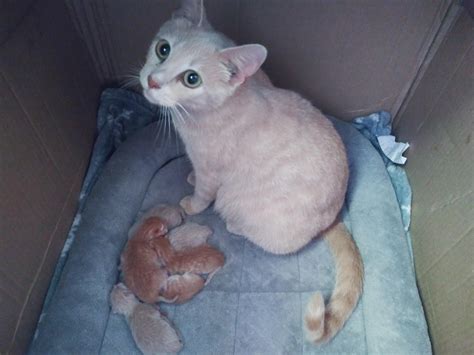 Angel, my 10 month old cat, gave birth yesterday to 6 healthy kittens ...