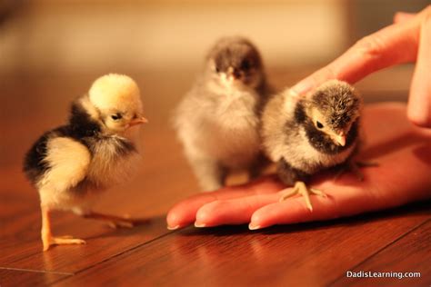 Backyard Chickens: Baby Chicks! - Dad Is Learning