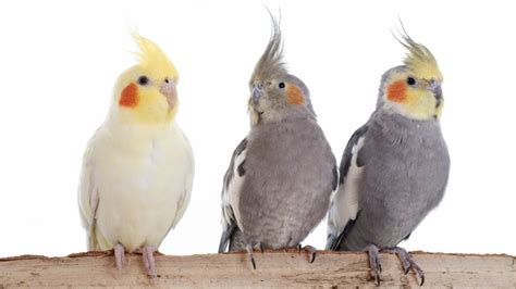 Cockatiels: 10 Things You Should Know | BeChewy