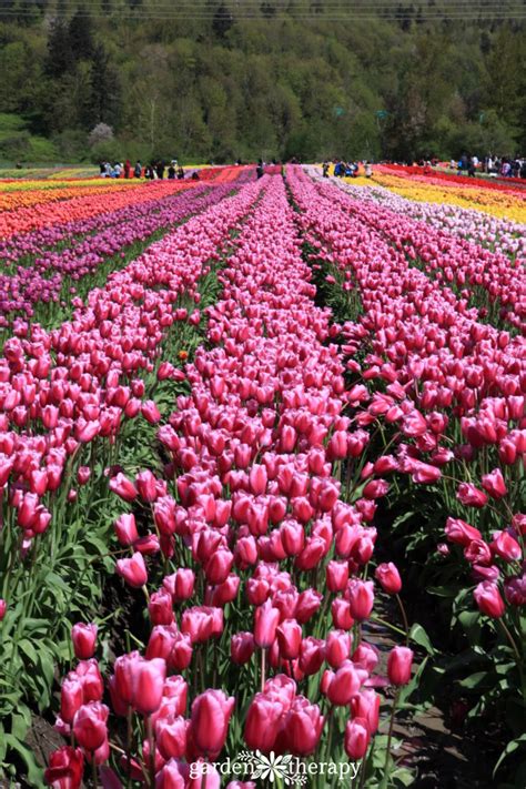 Tips to Tiptoe Your Way Through a Tulip Festival - Garden Therapy