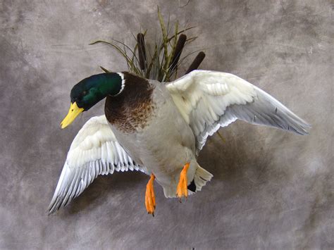 Awesome Mallard Mount | duck hunting | Pinterest | Mallard, Taxidermy and House