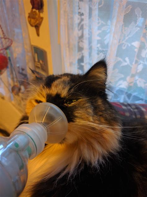 My foster cat has asthma and uses an inhaler twice a day : aww