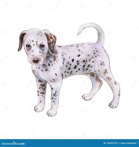 Watercolor Dalmatian Puppy Painting Stock Illustration - Illustration ...