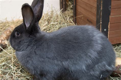 Flemish Giant Rabbit – Utica Zoo