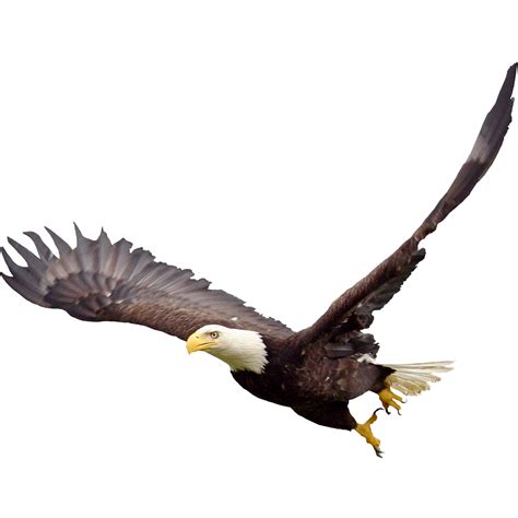 Bald Eagle PNG Transparent Images - PNG All