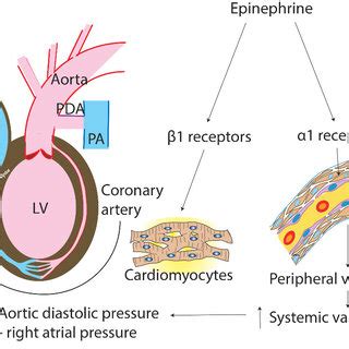 (PDF) Epinephrine in Neonatal Resuscitation