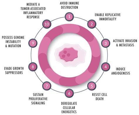 Cancer Cells vs Normal Cells | Technology Networks