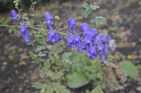 Blue Wildflowers - Aconitum Degeni Stock Image - Image of perennial ...