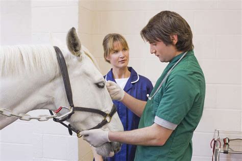 Equine Veterinarian Career Profile and Duties