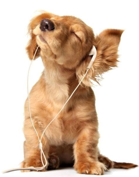 Dog Using Headphones – 1Funny.com