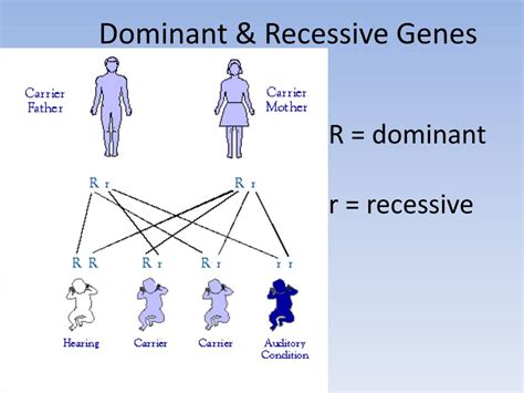 Dominant And Recessive Powerpoint And Notes