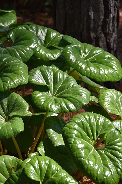 Giant Leopard Plant (Farfugium japonicum 'Giganteum') in Greensboro High Point Winston-Salem ...