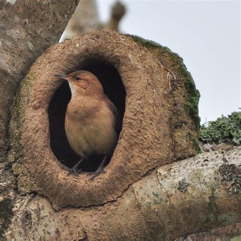 João de Barro (Rufous Hornero) (por Carlos Incote) - Arruda&Guiné ...