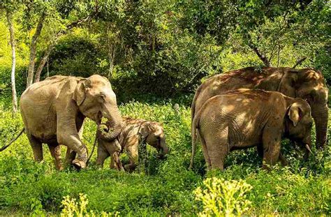 Bandipura Wildlife Sanctuary Images – Karnataka Tourism