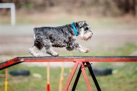 7 Best Dog Agility Equipment: Taking Your Pooch's Training to the Next ...