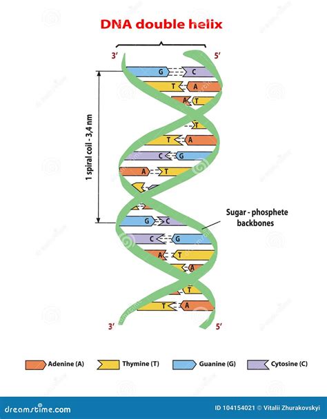 Dna Double Helix Model Nucleotide