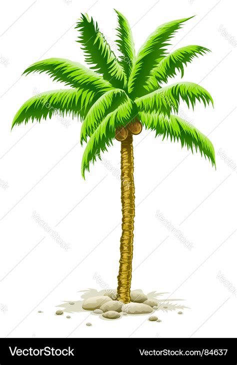 Palm tree with coconut fruits Royalty Free Vector Image