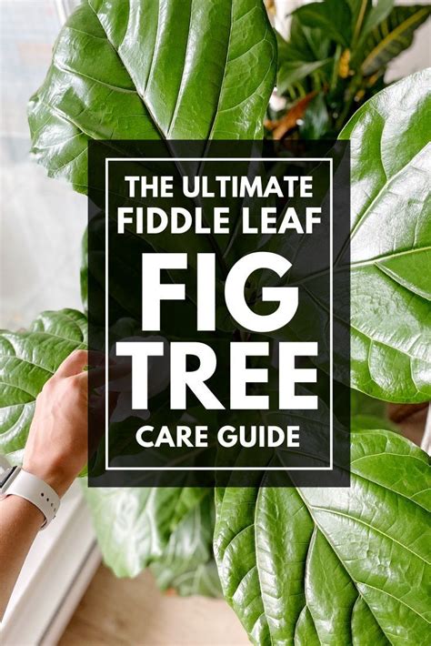 The Ultimate Fiddle Leaf Fig Tree Care Guide | Fiddle leaf fig tree, Tree care, Fiddle leaf fig