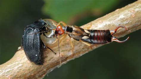 Insects in the Landscape: Decomposers of Organic Matter - Garden Style ...