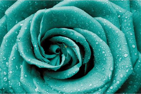 Turquoise Flower Wallpapers - Top Free Turquoise Flower Backgrounds - WallpaperAccess