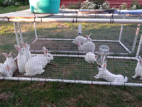 Rabbit Farming Equipment For Sale - Farm House