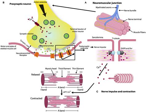 Frontiers | The Neuromuscular Junction: Aging at the Crossroad between ...