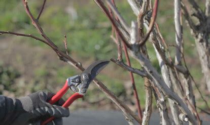 Pruning Blueberries For Bountiful Harvests - Epic Gardening