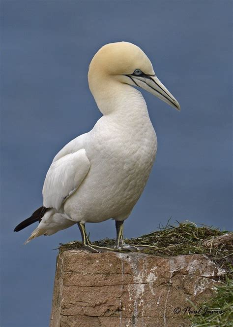 Northern Gannet | Gannet bird, Weird birds, Nature birds