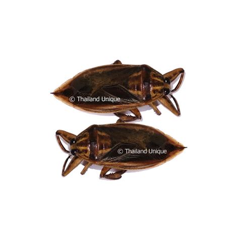 Edible Giant Water Bug Scorpions - Edible Insects For Sale