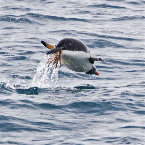 Antarctica & South America: Paradise Bay, Antarctica, Gentoo Penguins