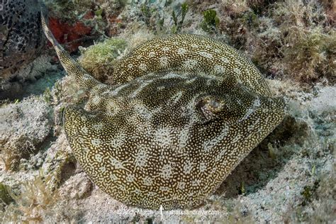 Yellow Round Stingray - Urobatis jamaicensis